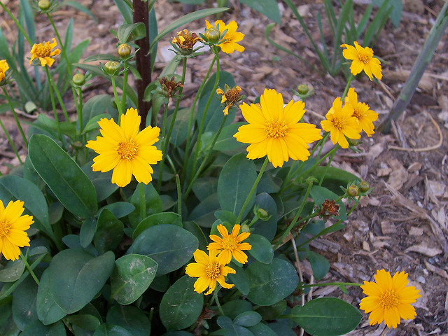 Coreopsis auriculata