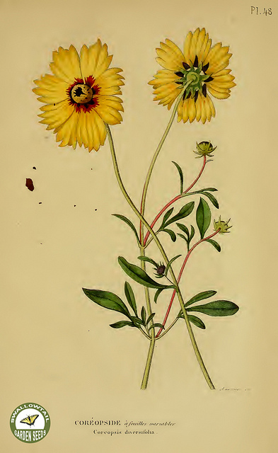 Coreopsis auriculata
