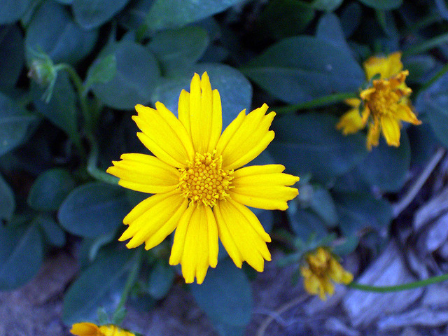 Coreopsis auriculata