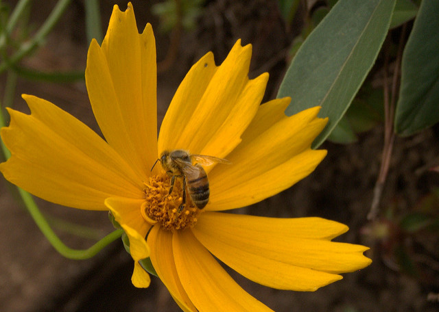 Coreopsis auriculata