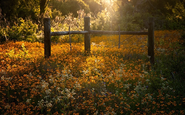 Coreopsis basalis (Coreopsis basalis)