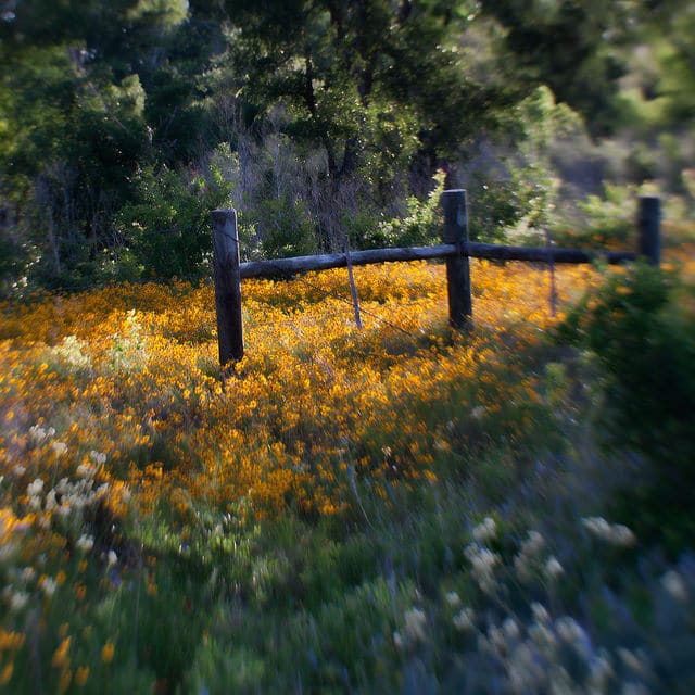 Coreopsis basalis