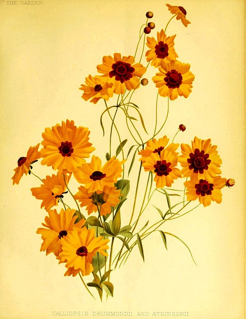 Coreopsis basalis
