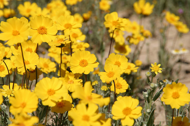 Coreopsis calliopsidea