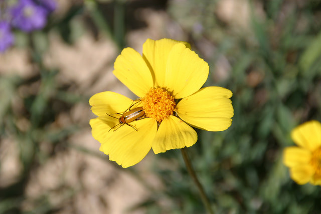 Coreopsis calliopsidea