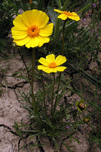 Coreopsis calliopsidea