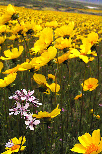Coreopsis calliopsidea