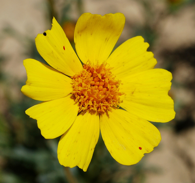Coreopsis calliopsidea