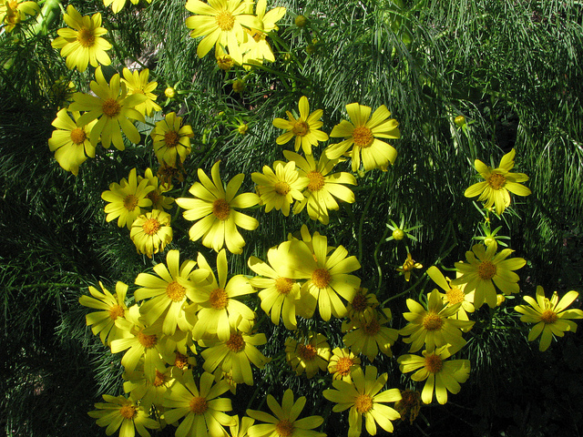 Coreopsis gigantea
