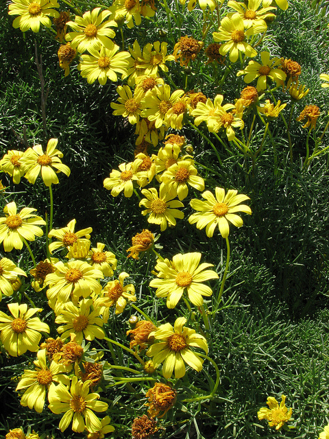 Coreopsis gigantea
