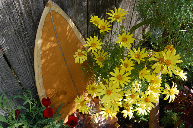 Coreopsis gigantea