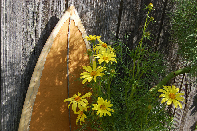 Coreopsis gigantea