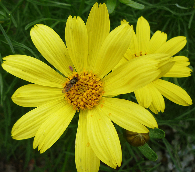 Coreopsis gigantea