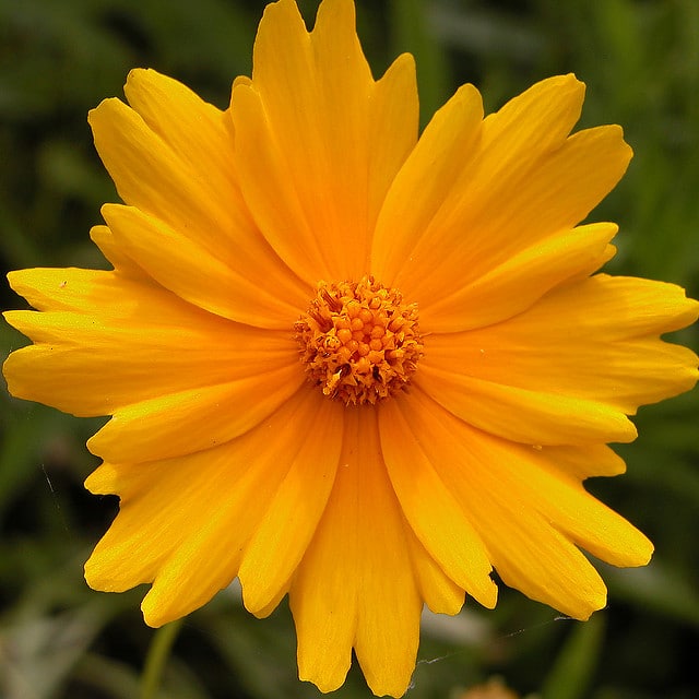 Coréopsis à grandes fleurs