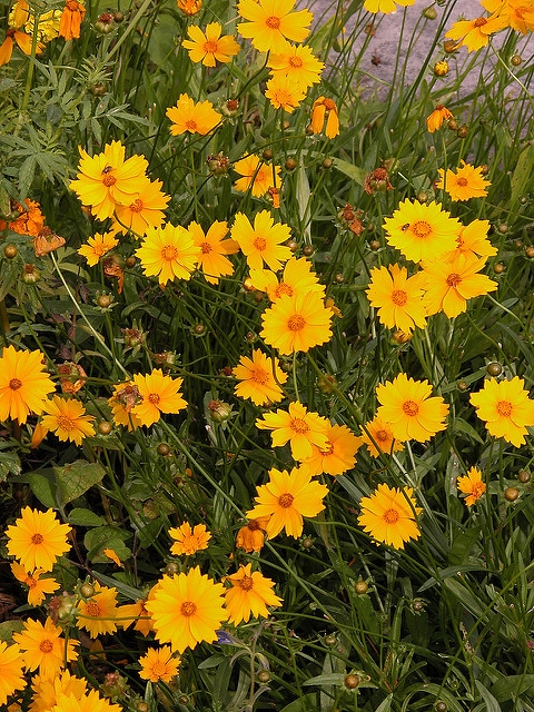 Coréopsis à grandes fleurs
