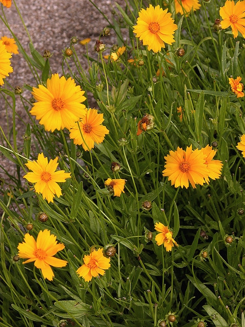 Coréopsis à grandes fleurs