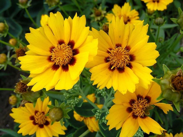 Coréopsis à grandes fleurs