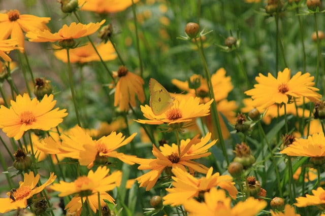 Coréopsis à grandes fleurs