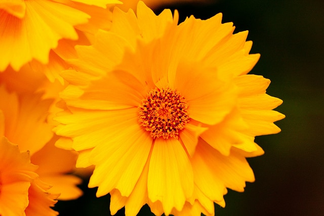 Coréopsis à grandes fleurs (Coreopsis grandiflora)