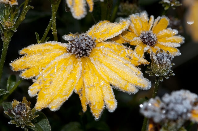 Coreopsis integrifolia