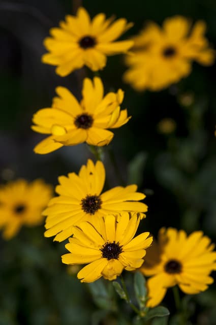 Coreopsis integrifolia