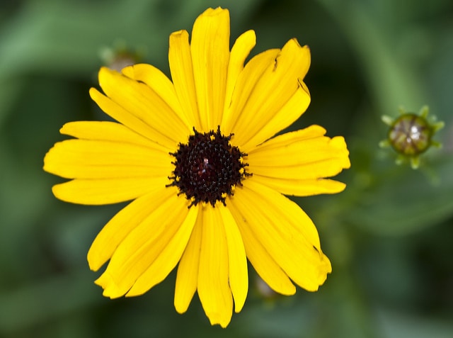 Coreopsis integrifolia (Coreopsis integrifolia)
