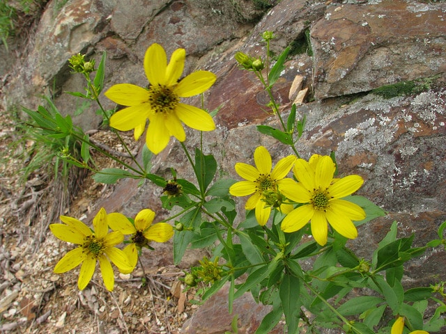 Coreopsis major