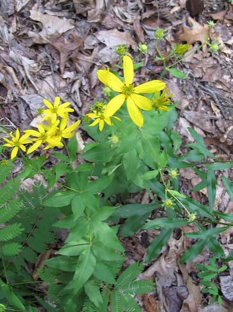 Coreopsis major