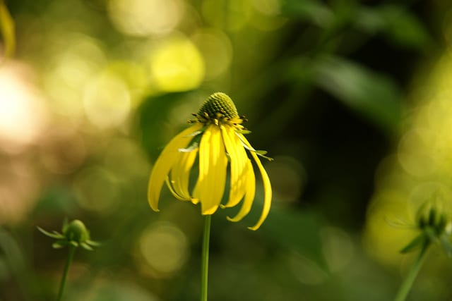 Coreopsis major