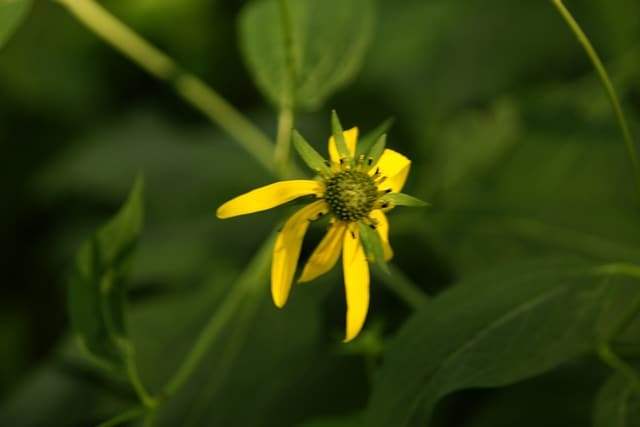 Coreopsis major (Coreopsis major)