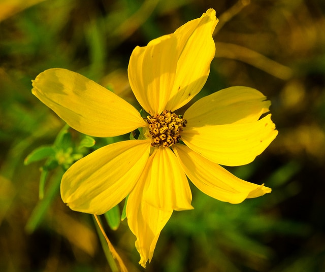 Coreopsis palmata