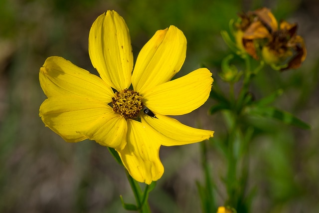 Coreopsis palmata