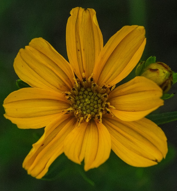 Coreopsis palmata
