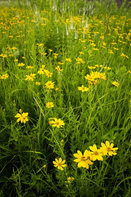 Coreopsis palmata