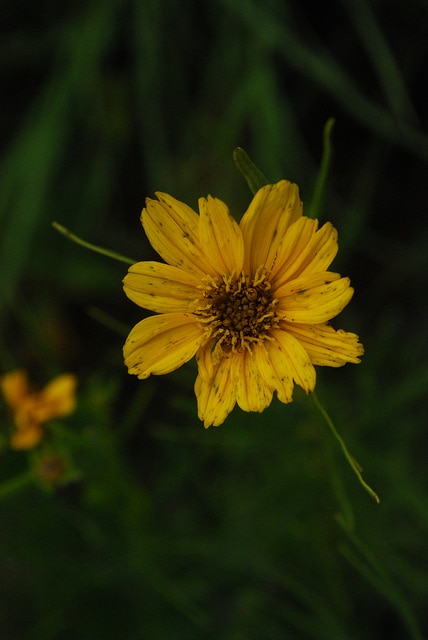 Coreopsis palmata