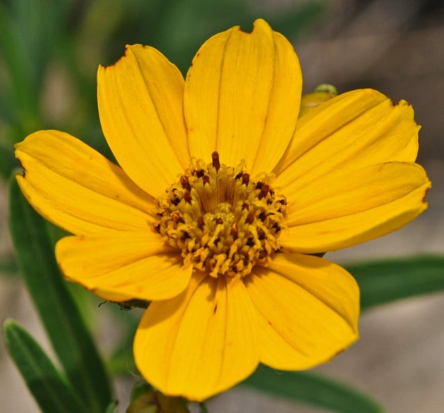Coreopsis palmata (Coreopsis palmata)