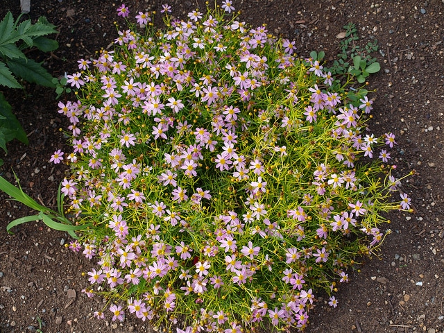 Coréopsis american dream