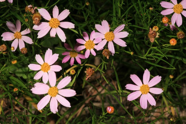 Coréopsis american dream
