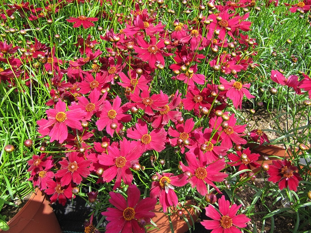 Coréopsis american dream