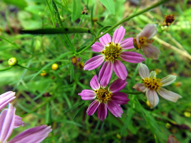 Coréopsis american dream (Coreopsis rosea)