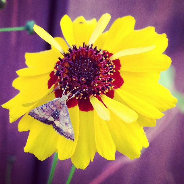 Coréopsis des teinturiers (Coreopsis tinctoria)