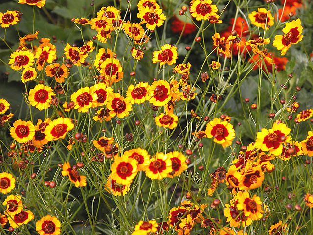 Coréopsis des teinturiers