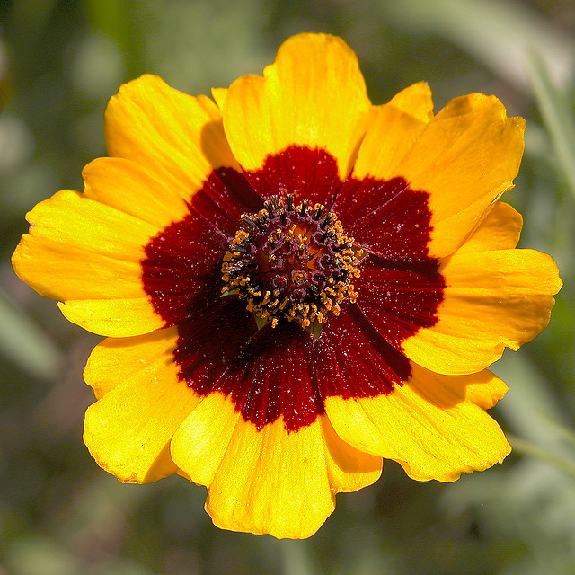 Coréopsis des teinturiers