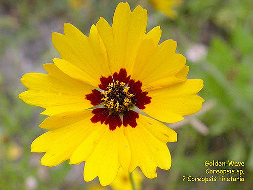 Coréopsis des teinturiers