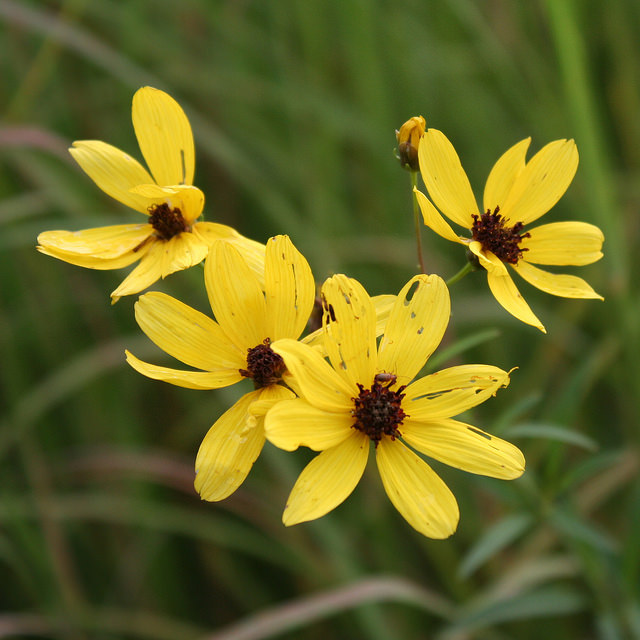 Coreopsis tripteris