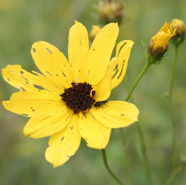 Coreopsis tripteris
