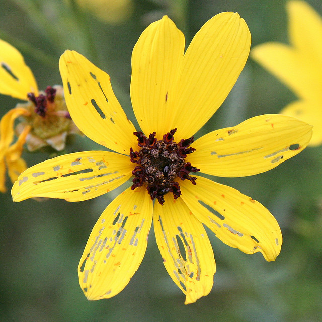 Coreopsis tripteris