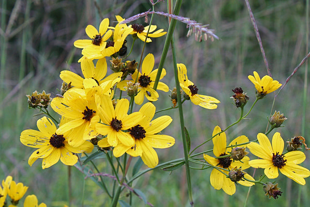 Coreopsis tripteris