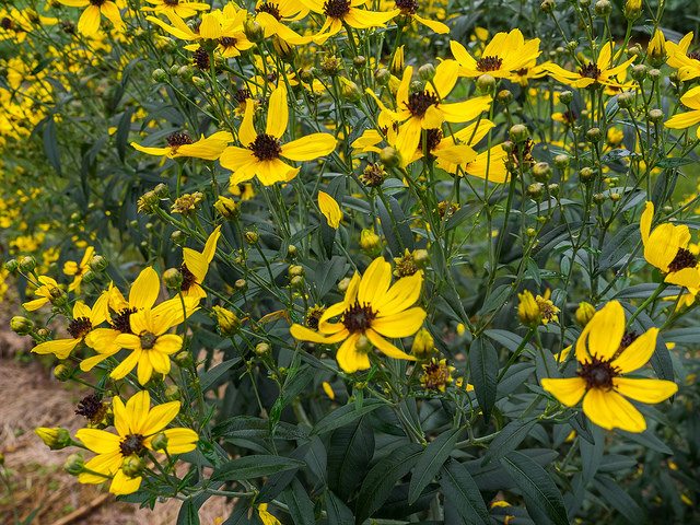 Coreopsis tripteris