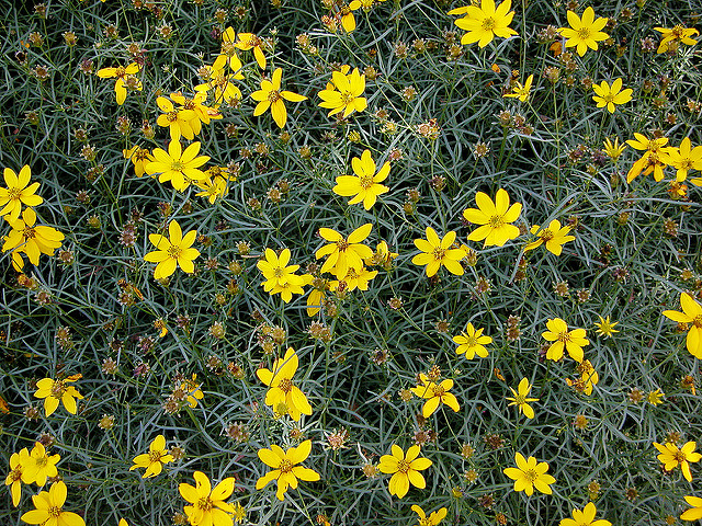 Coreopsis